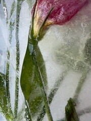 Artistic Background Created from Macro Photo of Buds Frozen in Ice. Vertical photo.