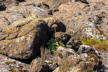 Pink Coastal Wildflower Emerging Between Weathered Rocks