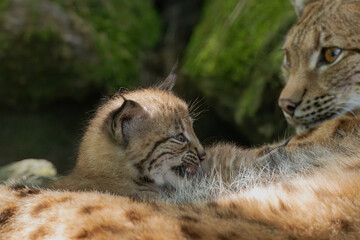 Luchs mit Jungen