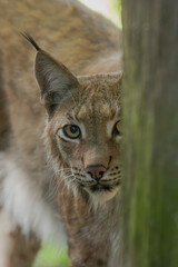 Obraz premium Luchs mit Jungtier