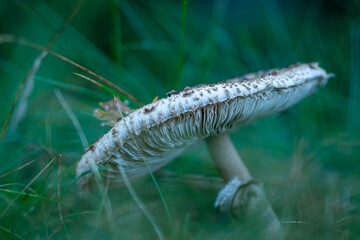 A detailed low-angle shot captures the finely ridged gills and white underside of a broad-capped parasol mushroom (likely Macrolepiota), surrounded by long, dark green grass on a damp forest floor