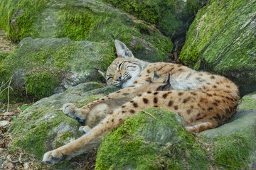 Luchs mit Jungtier