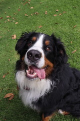 Mascota
animales
dog
perro
perros
paseo
familia
salida
bosque
husky
samoyedo 