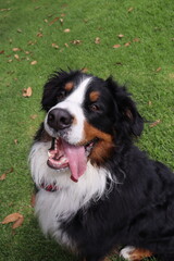 Mascota
animales
dog
perro
perros
paseo
familia
salida
bosque
husky
samoyedo 