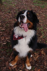 Mascota
animales
dog
perro
perros
paseo
familia
salida
bosque
husky
samoyedo 
