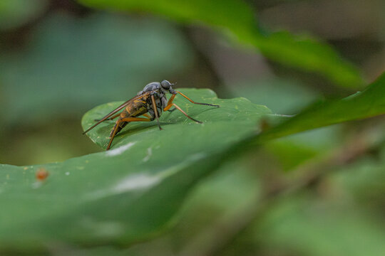 Schnepfenfliege