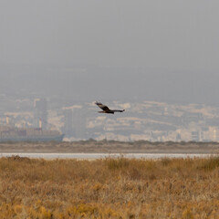 Western Marsh Harrier Flying Low With Limassol City in the Background