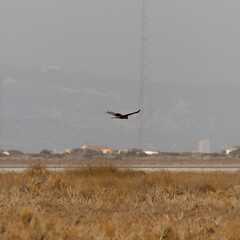 Western Marsh Harrier Hovering Over Akrotiri Meadow