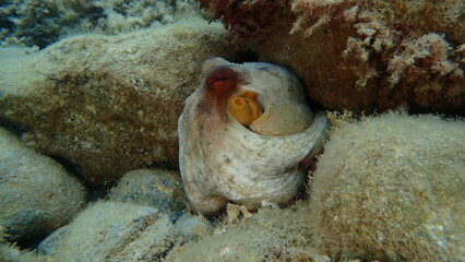 Common octopus (Octopus vulgaris) hunting undersea, Ligurian Sea, Italy, Imperia  © Alexey