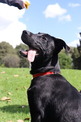 perros , cachorros , paseo , parque 