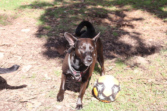 perros , cachorros , paseo , parque 