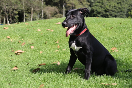 perros , cachorros , paseo , parque 