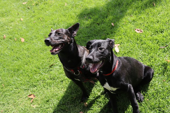 perros , cachorros , paseo , parque 