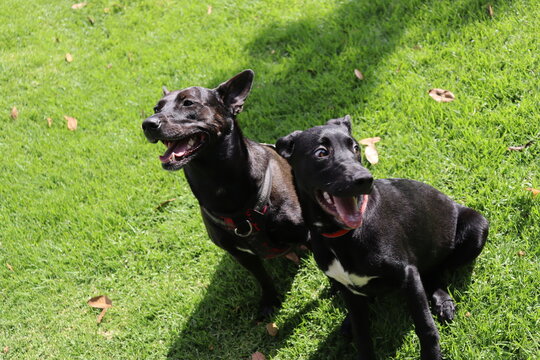 perros , cachorros , paseo , parque 