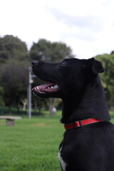 perros , cachorros , paseo , parque 