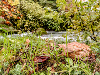 Closeup fallen leaf on grassy bank, macro photographer focusing on dew droplets, blurred river in background, earthy textures, wet