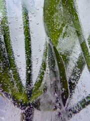 Artistic Background from a Macro Photograph of Stems and Leaves Frozen in Ice. Vertical photo.