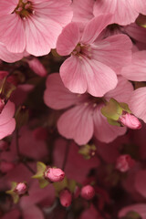 Smoke close-up selective soft focus pink Gypsophila, Vaccaria Flower bouquet. Natural art blur background.