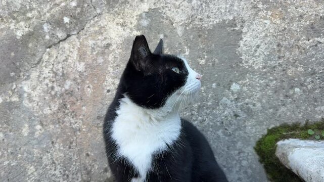 Italian cat black and white gatto is sitting on the steps.
