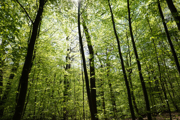 Lush green forest in Germany with tall slender trees, dappled sunlight, and vibrant foliage in spring.