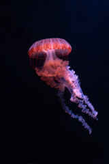 Jellyfish on a black background