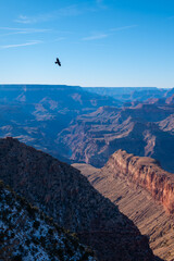 Fototapeta premium Bird Flying Over the Grand Canyon