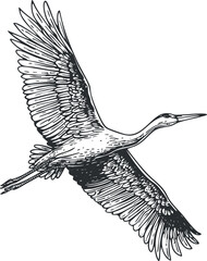 Obraz premium Detailed black and white vector illustration of a flying crane, showcasing elegant wings and a graceful pose for nature-themed designs.