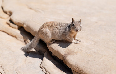 Naklejka premium Desert Squirrel in Zion National Park