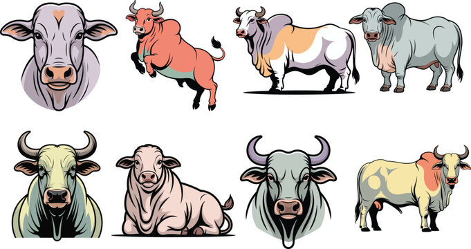 Colorful brahman bull set with hump horns in various strong poses