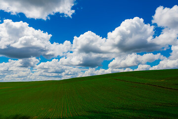 Colli Tortonesi, colline di grano, villaromagnano - Alessandria - Piemonte - Italia