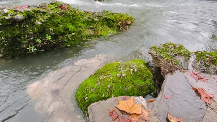 moss covered rocks by flowing stream, green algae and wet stone edges with gentle current brushing leaves;
