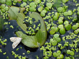 WATER PLANTS POND LEAVES GARDEN © LookLook