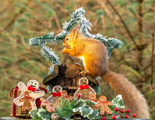 Fototapeta premium Red squirrel eating a nut sitting on top of an old wooden birdhouse in a Christmas scene with gingerbread men and other decorations 