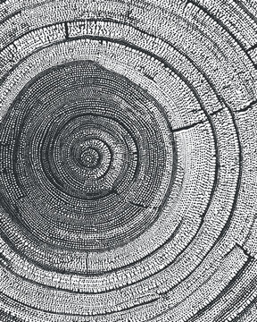 Abstract black and white vector illustration of tree rings, showcasing natural growth patterns for eco-themed designs