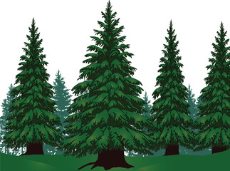 firs green high forest on white background