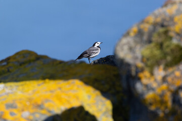 Adult White Wagtail (Motacilla alba) common in open habitats seen on Bull Island Dublin