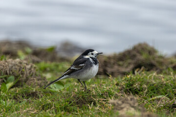 Adult White Wagtail (Motacilla alba) common in open habitats seen on Bull Island Dublin