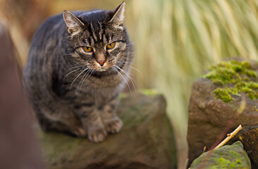 Adorable tabby cat sits on a sandstone rock and look curiously into the distance. An adventurous cat outdoors. A cat's adventures