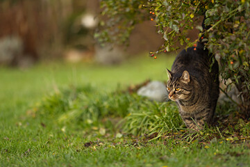 Cute tabby cat stands happily by a bush, gazing attentively to the left. Autumnal atmosphere in the garden by a bush rose with rosehips