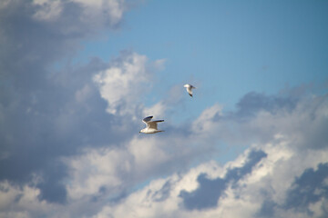 Seagulls in a beautiful sky, one in focus