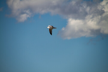 Flying high