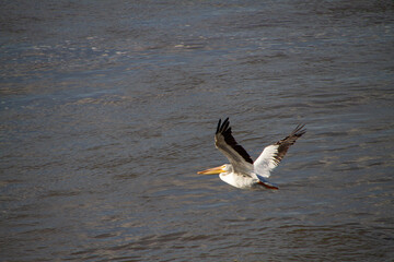 Pelican in flight low over dark waters