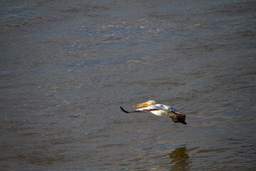 Pelican in flight low over dark waters