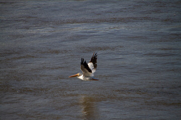 Pelican in flight low over dark waters