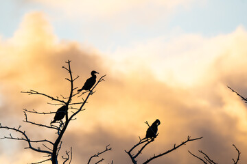 Komorane in den Bäumen bei Sonnenuntergang 
