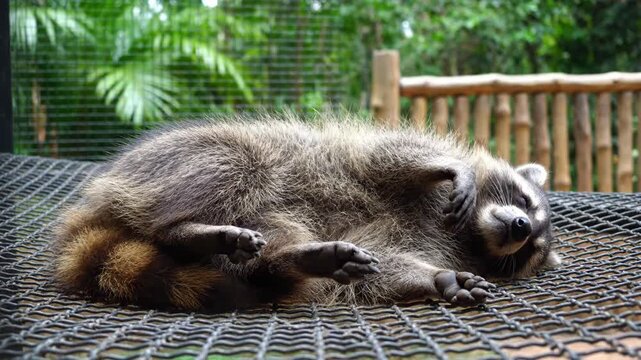 Sleeping raccoon lying on its back on a wire mesh platform