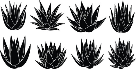 Various types of agave plants illustrated in a detailed vector format for botanical enthusiasts and designers 