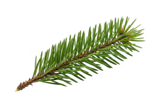 Close up of a fresh green spruce tree branch with sharp needles, isolated on transparent background for easy design use