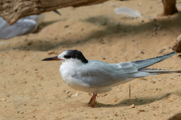 Common Tern (Sterna hirundo) widespread in coastal regions seen on Bull Island Dublin