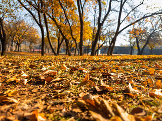A park with trees and leaves on the ground